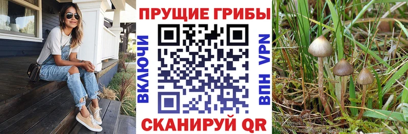 Галлюциногенные грибы GOLDEN TEACHER Кызыл